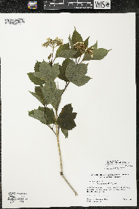 Viburnum trilobum image