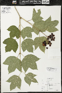 Viburnum trilobum image