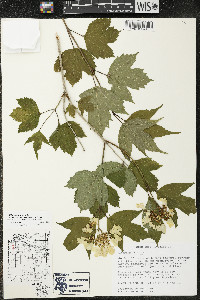 Viburnum trilobum image