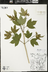 Viburnum trilobum image