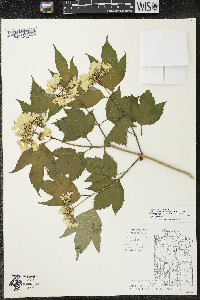 Viburnum trilobum image