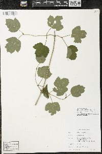 Viburnum trilobum image