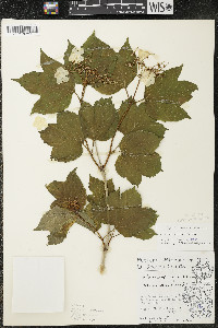 Viburnum trilobum image