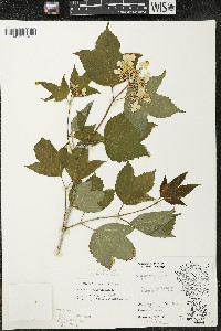 Viburnum trilobum image