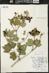 Viburnum trilobum image