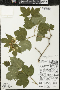 Viburnum trilobum image