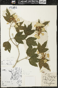 Viburnum trilobum image