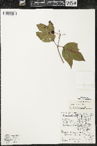 Viburnum trilobum image