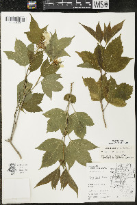 Viburnum trilobum image