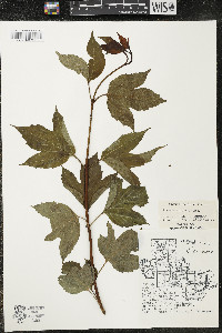 Viburnum trilobum image