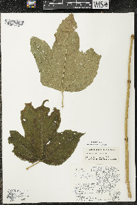 Viburnum trilobum image