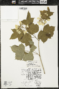 Viburnum trilobum image