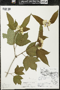 Viburnum trilobum image