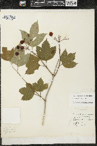 Viburnum trilobum image