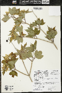 Viburnum trilobum image