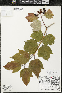 Viburnum trilobum image