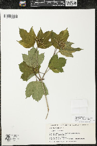 Viburnum trilobum image