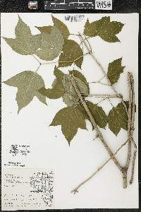 Viburnum trilobum image