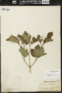 Viburnum trilobum image