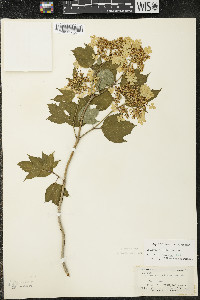 Viburnum trilobum image