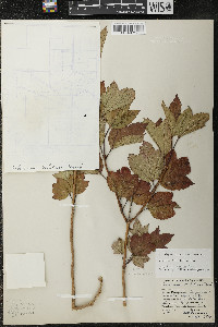 Viburnum trilobum image