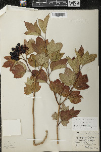 Viburnum trilobum image