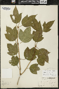 Viburnum trilobum image