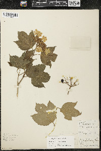 Viburnum trilobum image