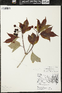 Viburnum trilobum image