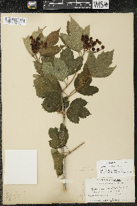 Viburnum trilobum image