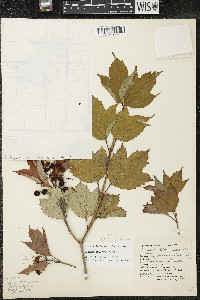 Viburnum trilobum image