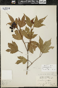 Viburnum trilobum image