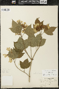 Viburnum trilobum image