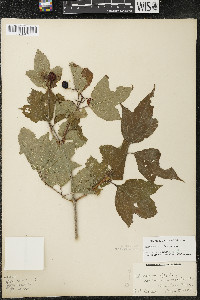 Viburnum trilobum image