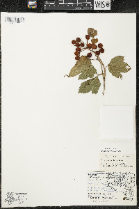 Viburnum trilobum image