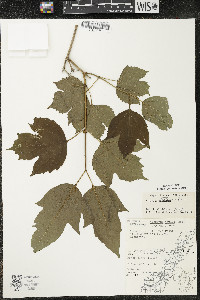 Viburnum trilobum image