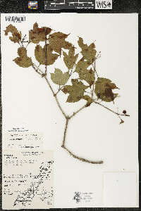 Viburnum trilobum image