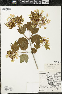 Viburnum trilobum image