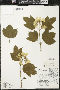 Viburnum trilobum image