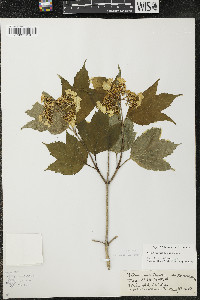 Viburnum trilobum image