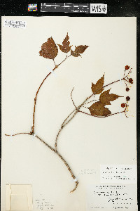 Viburnum trilobum image