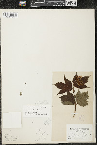 Viburnum trilobum image