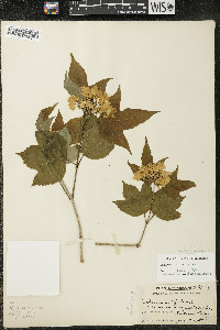 Viburnum trilobum image