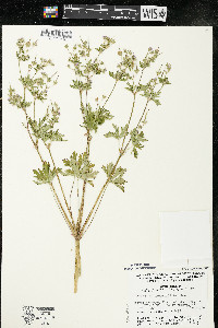 Geranium bicknellii image