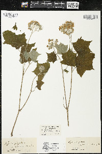 Hydrophyllum appendiculatum image