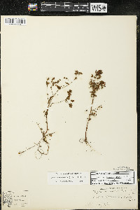 Hypericum boreale image