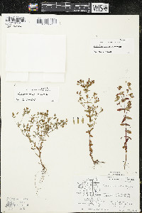 Hypericum boreale image