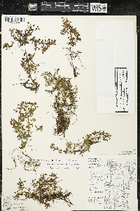 Hypericum boreale image