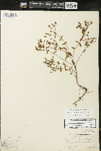 Hypericum boreale image