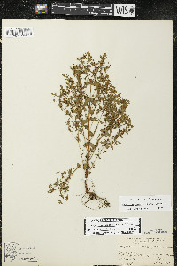 Hypericum boreale image